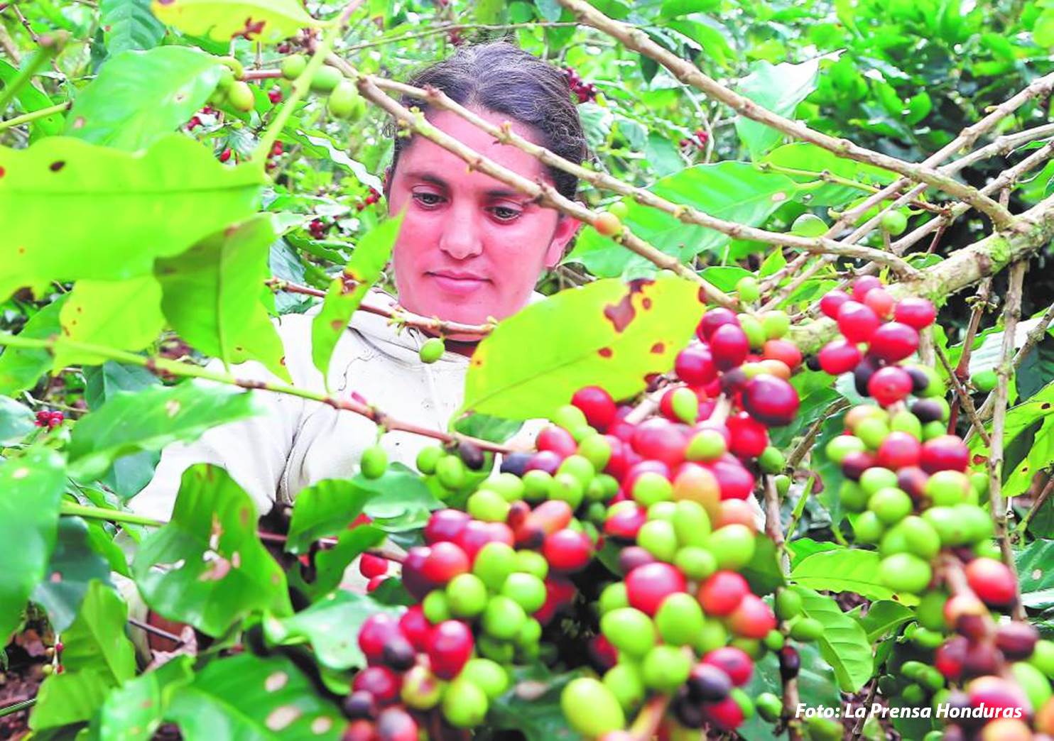 Santa Bárbara celebrará el Festival de Café patepluma