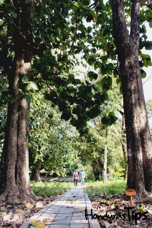 Este lugar le proveerá información de la naturaleza en La Ceiba.