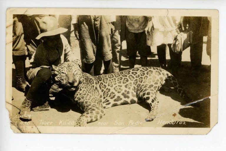  Esta foto muestra un hermoso ejemplar de un tigrillo, cazado en San Pedro Sula, allá por los años 30s. La foto fue tomada por Greeley, que era el fotógrafo oficial de P. Cortés.