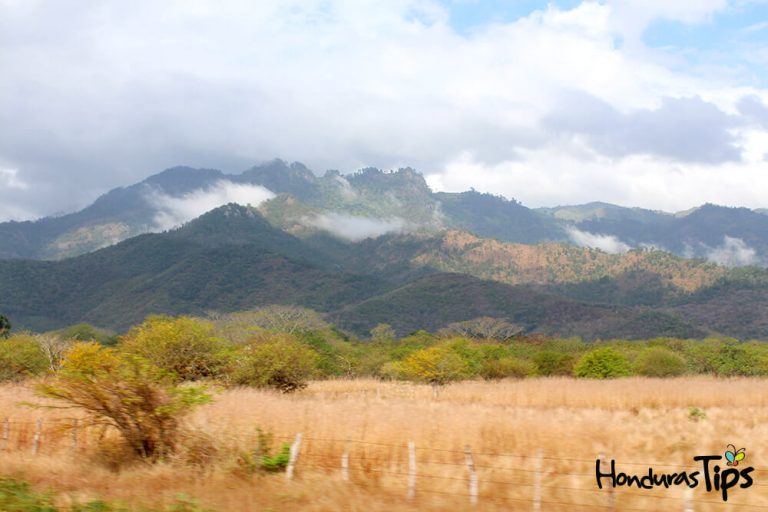 Refugio-de-Colibri-esmeralda-olanchito