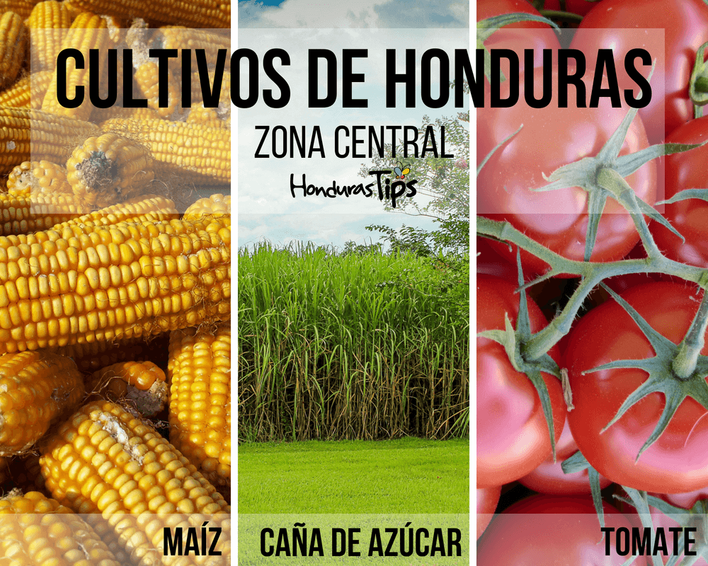 Recorrido Por Los Cultivos Que Se Producen En Cada Zona De Honduras 7285