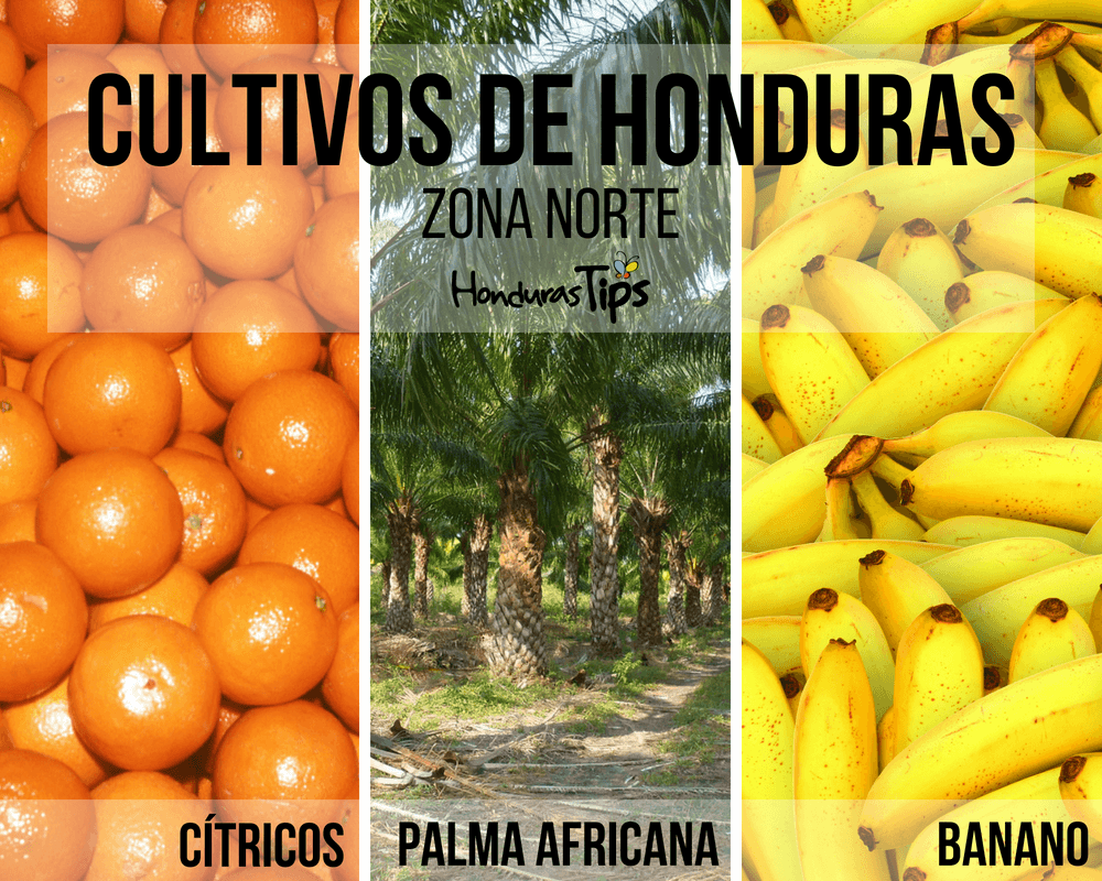 Recorrido por los cultivos que se producen en cada zona de Honduras