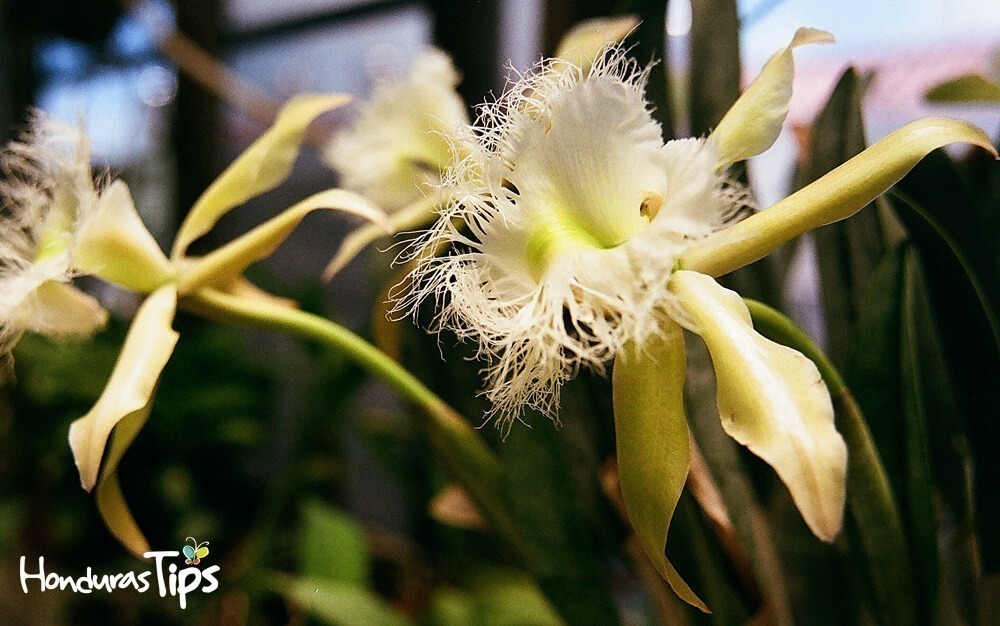 10 datos curiosos de la orquídea, Flor Nacional de Honduras