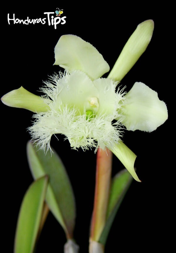 10 datos curiosos de la orquídea, Flor Nacional de Honduras