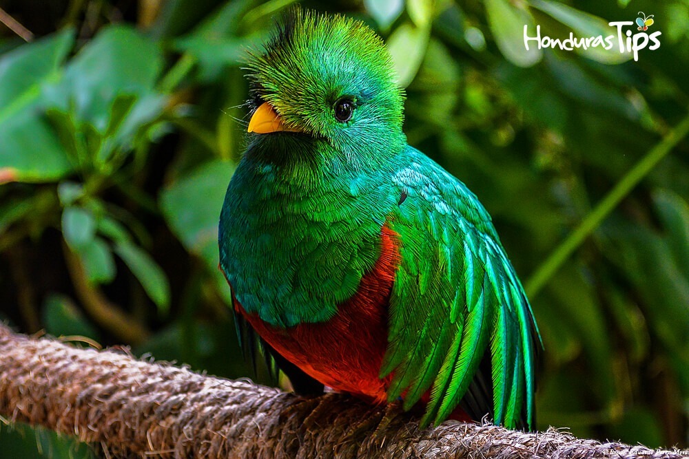 Bosques Hondurenos Tendrian Mas Quetzales Que En Guatemala