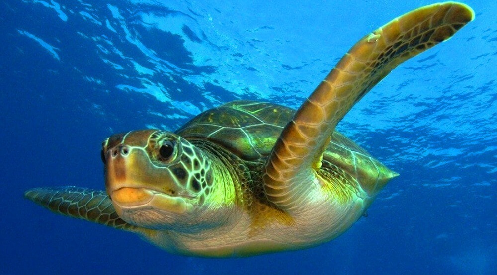 Tortuga verde y tortuga boba: las dos especies que amamos ver en las Islas  de la Bahía