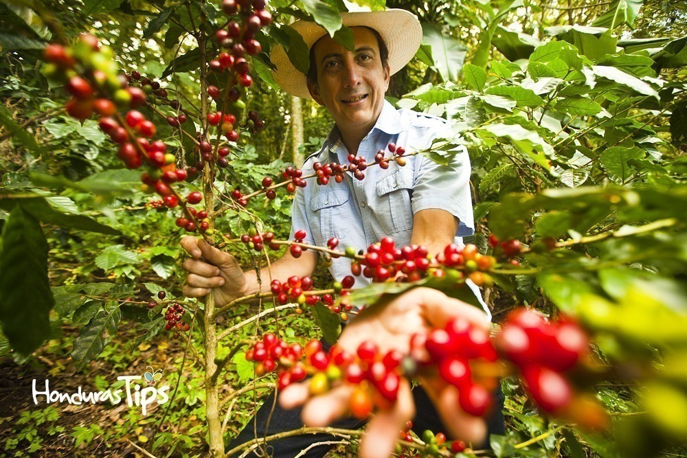 Finca Jerusalén un lugar que cosecha, exporta y sirve