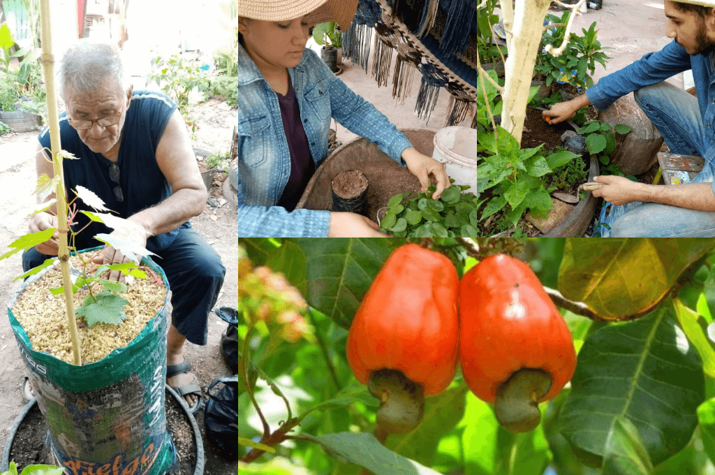 Familia de Comayagua emprende con cosecha y venta de plantas frutales  exóticas
