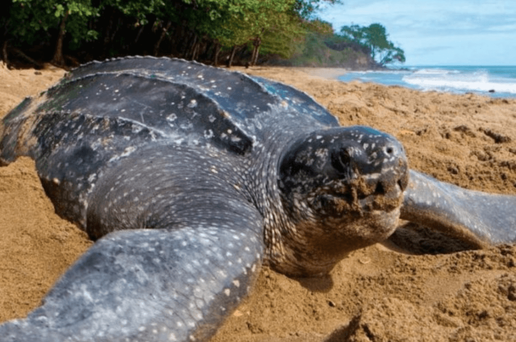 Top 5 especies de Tortugas Marinas que habitan las costas de Honduras